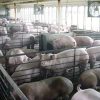 03_CAFO_hogs copy