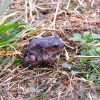 07_Eastern_Spadefoot_Toad