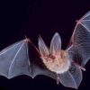 08.BigEarBat