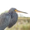 08_BlueHeron