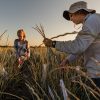 Researcher Kayla Altendorf and Land Institute intern Meg MacDonald harvest heads of Kernza for analysis. The work is part of a research project Altendorf, a graduate student at the University of Minnesota, is conducting to identify genes that give Kernza traits beneficial to its development as a cereal grain crop. Later, the crew also harvested the stalks and both the heads and stalks were taken to Minnesota for analysis in a university lab.